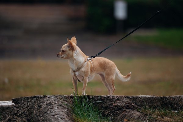 Housse de siège voiture pour chien : confort et protection lors de vos déplacements