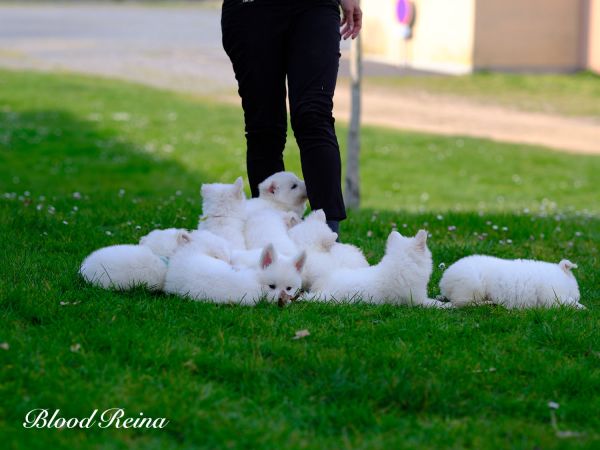 Élevage Berger Blanc Suisse : pourquoi les familles recherchent plus qu’un beau chien blanc