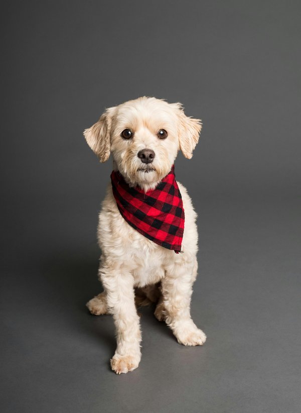 Coudre un bandana pour chien : le tuto incontournable